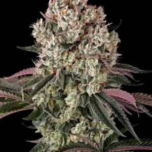 Glookies 100% barney's farm seeds