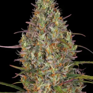 Glue gelato auto (10) barney´s farm seeds