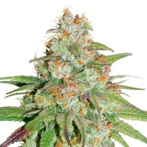 Glueberry o.g.