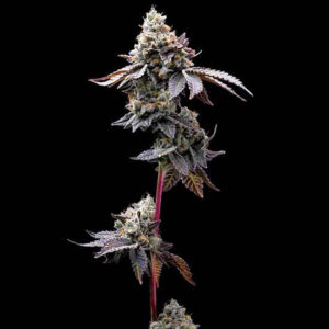 Gmo cookies barneys farm