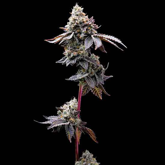 Gmo cookies barneys farm