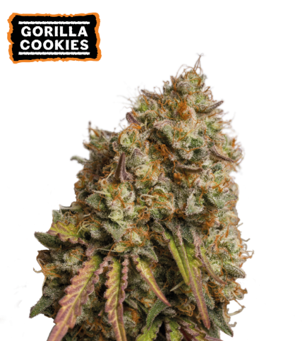 Gorilla cookies