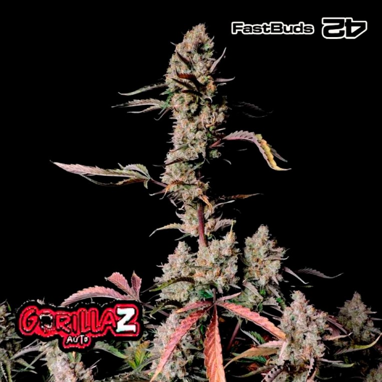 Gorilla zkittle auto (5) fastbuds