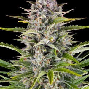 Gorilla zkittlez auto barney´s farm seeds