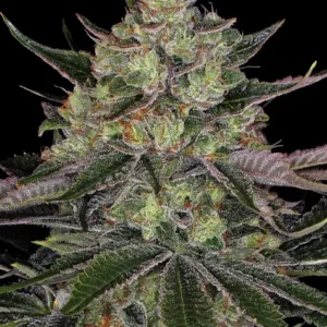 Gorilla zkittlez barney´s farm seeds