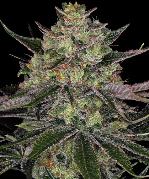 Gorilla zkittlez barney´s farm seeds