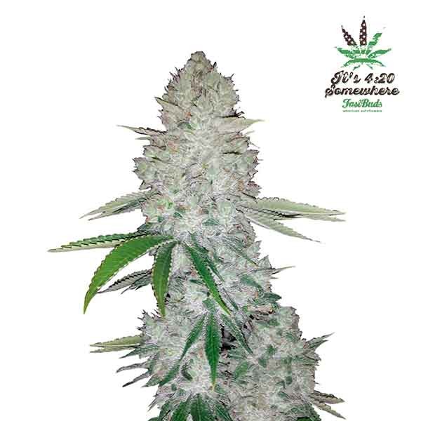 Gorilla glue auto (1) fastbuds