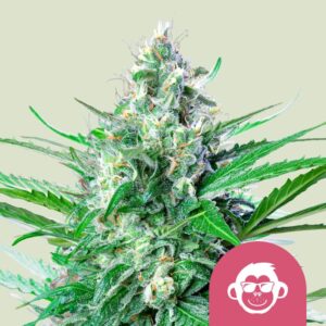Grape ape
