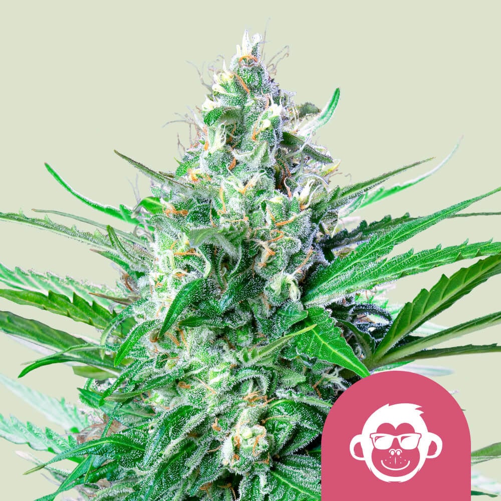 Grape ape