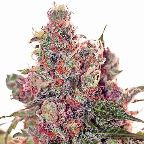 Grapefruit (5) 100% positronics