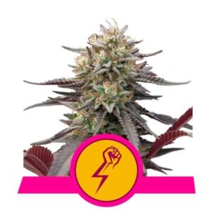 Green crack punch (5) 100% royal queen seeds