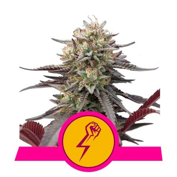 Green crack punch (5) 100% royal queen seeds