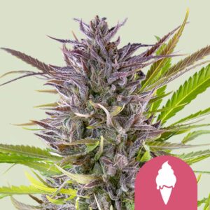 Green gelato