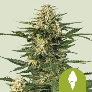Green gelato automatic