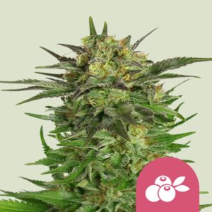 Haze berry