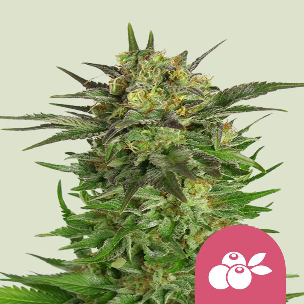 Haze berry