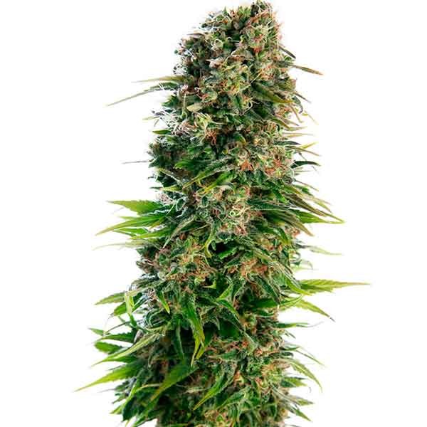 Hindu kush auto
