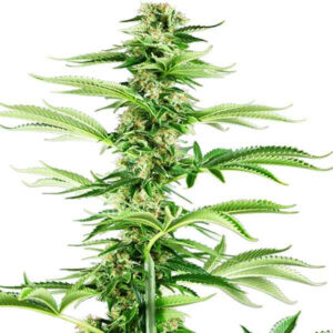 Honey melon haze