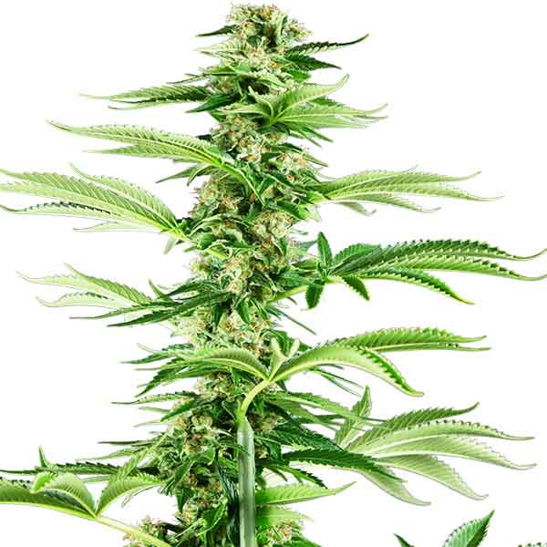 Honey melon haze