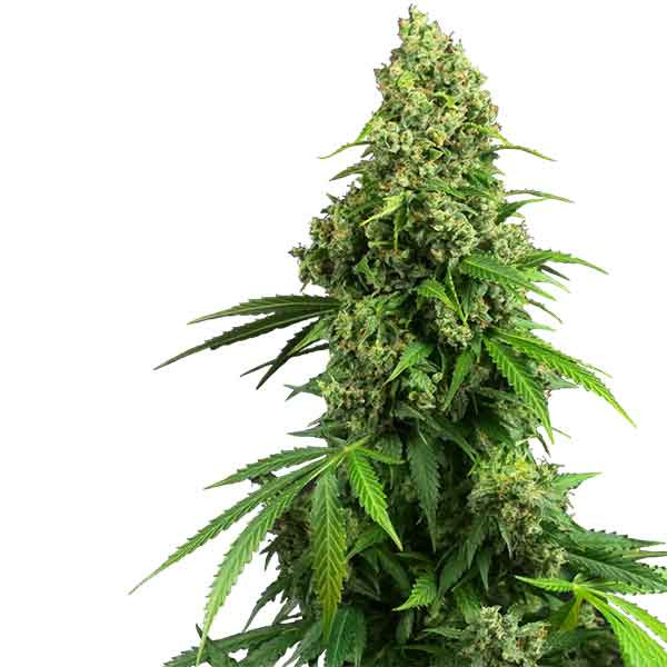 Honey melon kush auto