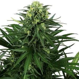 Honey melon kush