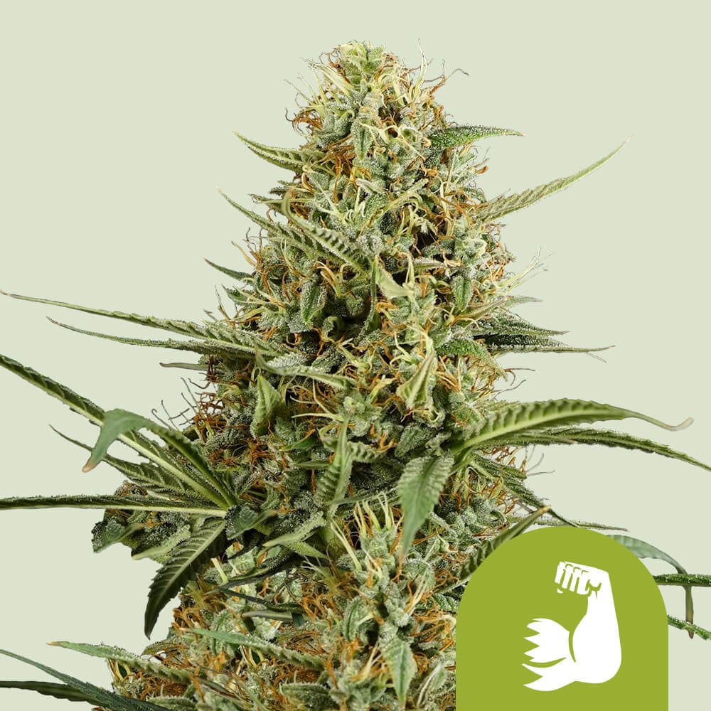 Hulkberry auto