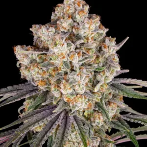 Ice cream cake barney´s farm seeds
