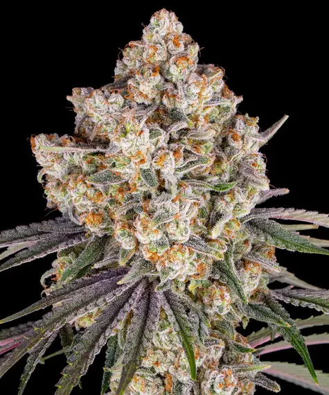 Ice cream cake barney´s farm seeds