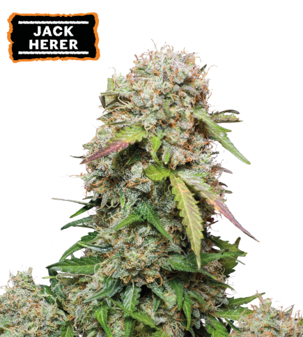 Jack herer auto