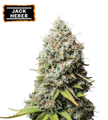 Jack herer