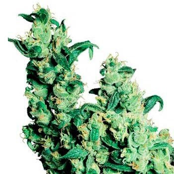 Jack herer regular (10) sensi seeds