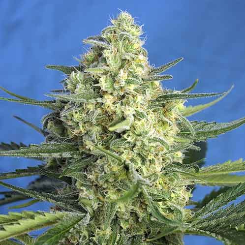 Jack 47 xl auto