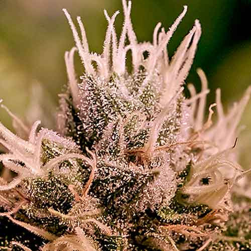 Jack diesel (5) auto positronics