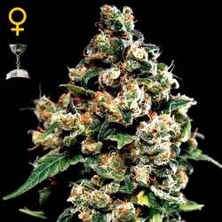Jack herer 100% green house