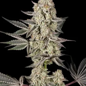 Jelly cake barney´s farm seeds