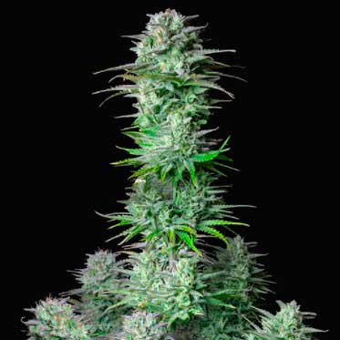 Kosher cake auto fastbuds
