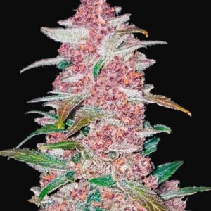 Blackberry auto fastbuds