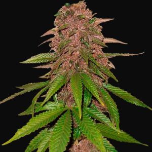 C4 auto fastbuds