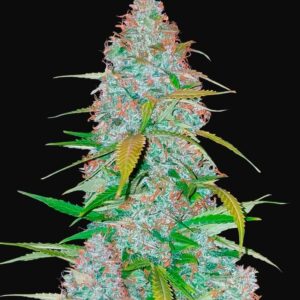 Californian snow auto fastbuds
