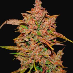 Crystal meth auto fastbuds