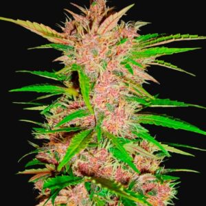 Fastberry auto fastbuds