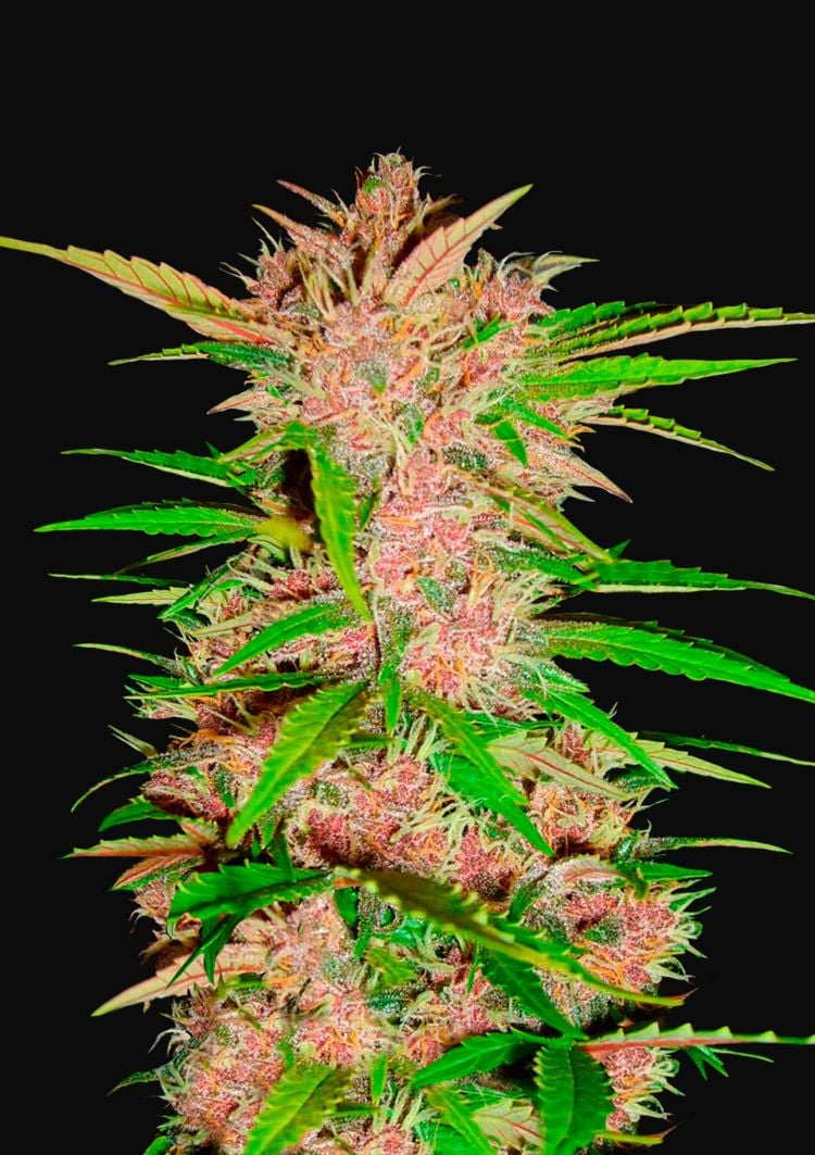 Fastberry auto fastbuds