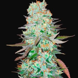 G14 auto fastbuds