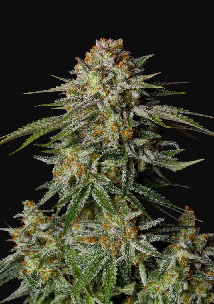 Gg4 sherbet ff fastbuds