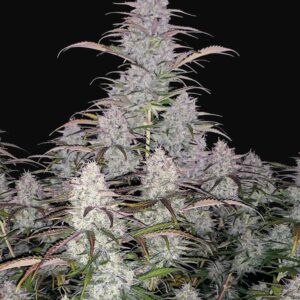 Green crack auto fastbuds