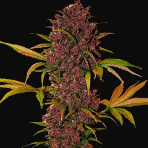 Lsd-25 auto fastbuds
