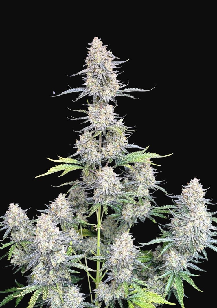 Original afgan kush auto fastbuds