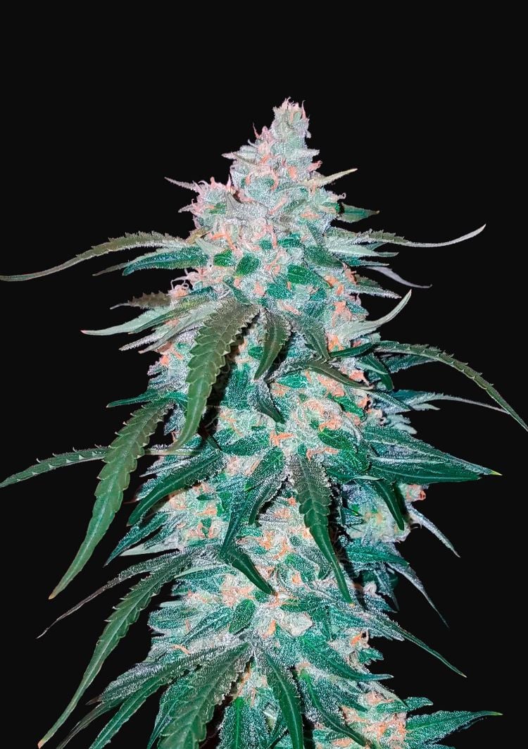 Pineapple express auto fastbuds