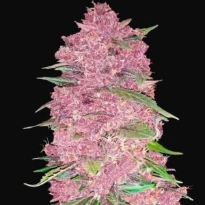 Purple lemonade auto fastbuds