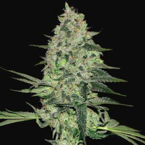 Rhino ryder auto fastbuds